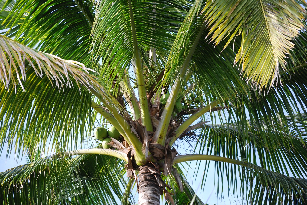 Palmė, Medis, Kokosai, Delnas, Atogrąžų, Gamta, Augalas, Palmių Medis, Žalias, Rojus