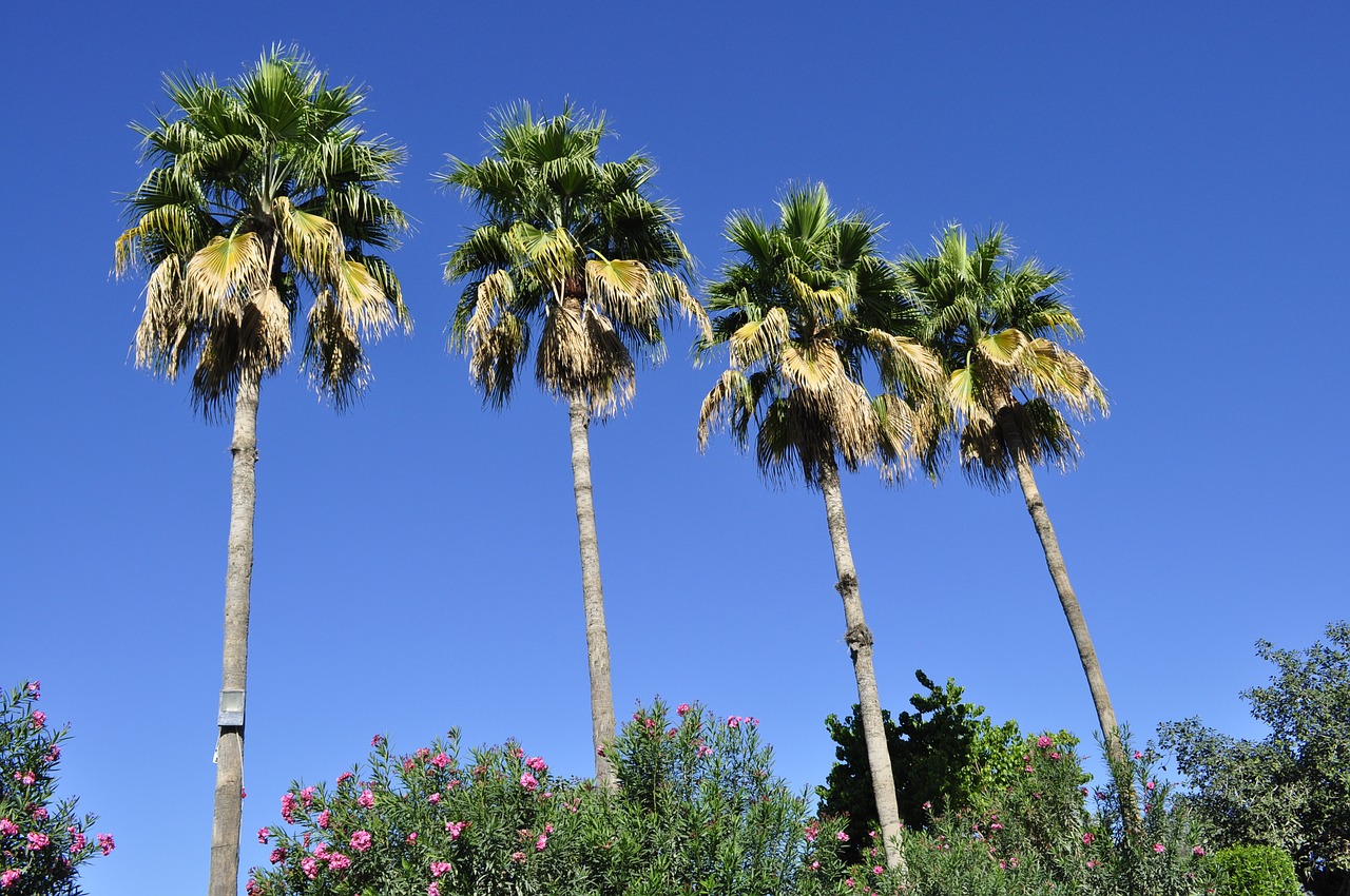 Palmė, Medis, Atogrąžų, Jungtiniai Arabų Emyratai, Nemokamos Nuotraukos,  Nemokama Licenzija