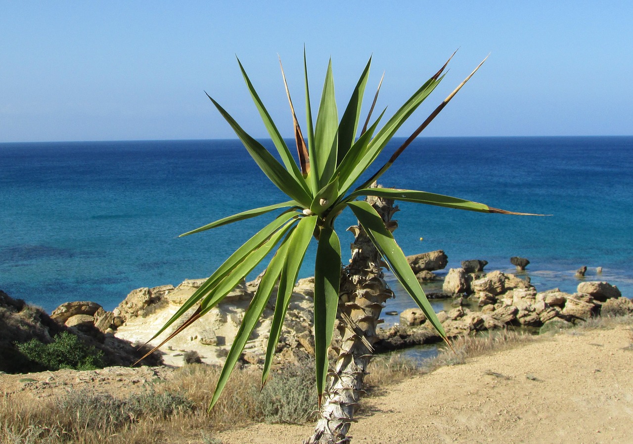 Palmė, Sodas, Jūra, Horizontas, Kipras, Nemokamos Nuotraukos,  Nemokama Licenzija