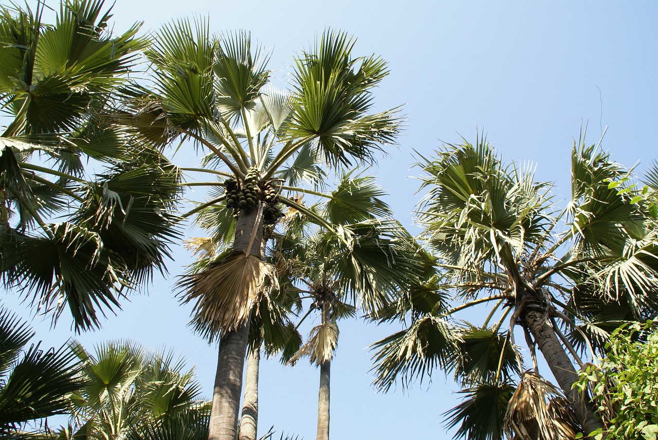 Palmė, Atogrąžų, Gambia, Šventė, Nemokamos Nuotraukos,  Nemokama Licenzija