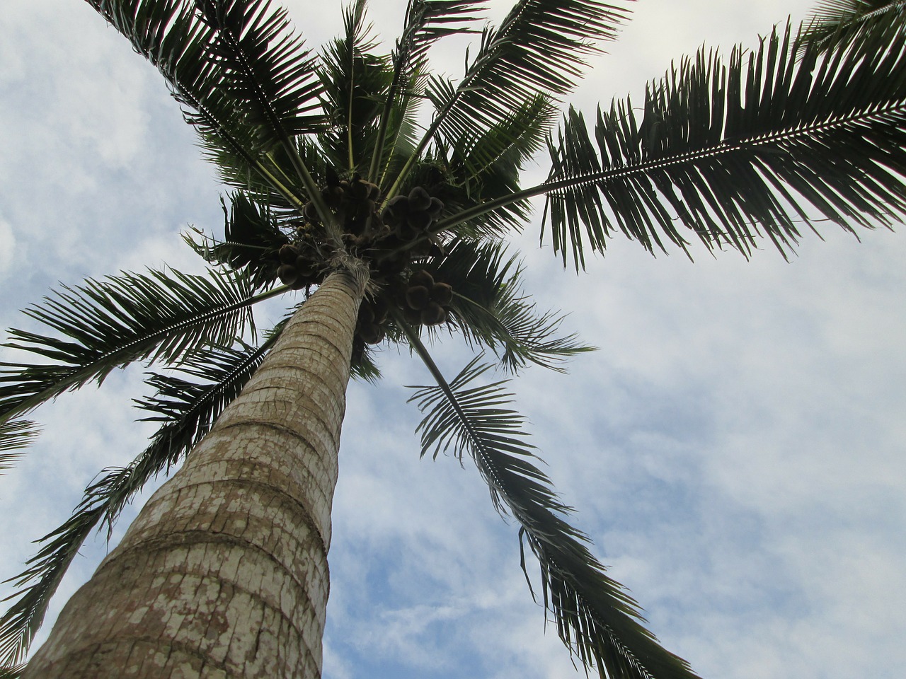 Palmė, Kokosai, Palmių Lapai, Medis, Ekologiškas, Žemdirbystė, Lauke, Aplinka, Bagažinė, Lapai