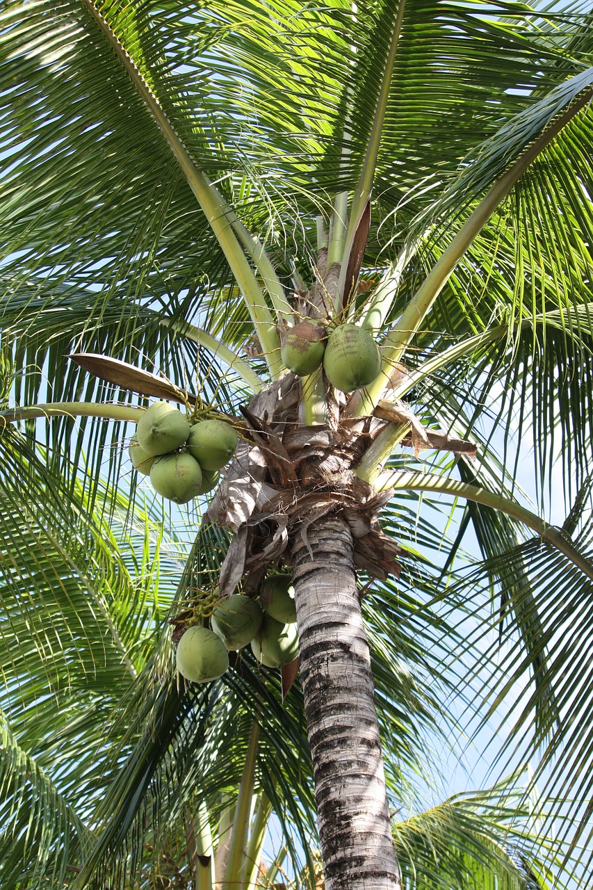 Palmė, Augalas, Kokoso, Nemokamos Nuotraukos,  Nemokama Licenzija