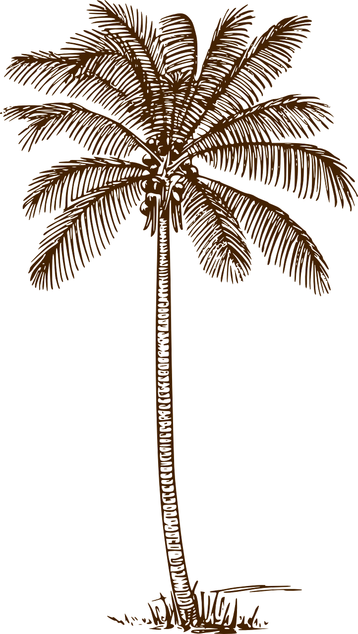 Palmė, Kokoso Palmių, Delnas, Medžiai, Kokoso, Nemokama Vektorinė Grafika, Nemokamos Nuotraukos,  Nemokama Licenzija