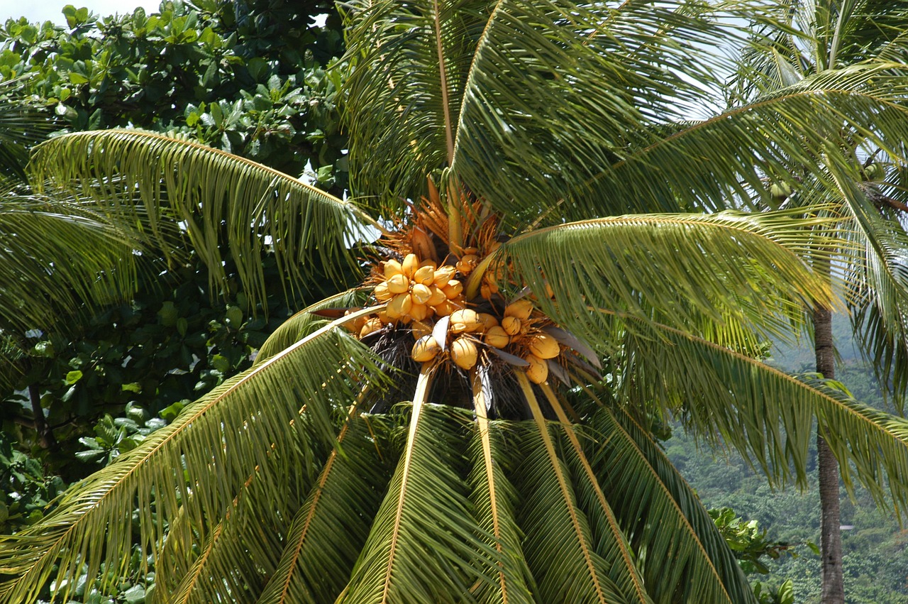Palmė, Atogrąžų, Medis, Tropinis Klimatas, Kokoso Palmių Medis, Kokosai, Atostogos, Nemokamos Nuotraukos,  Nemokama Licenzija