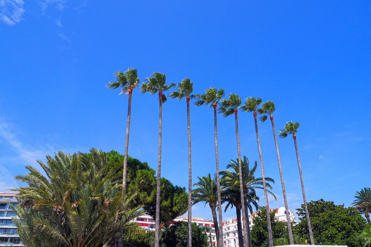 Palmė, Saulės Šviesa, Cannes, Nemokamos Nuotraukos,  Nemokama Licenzija