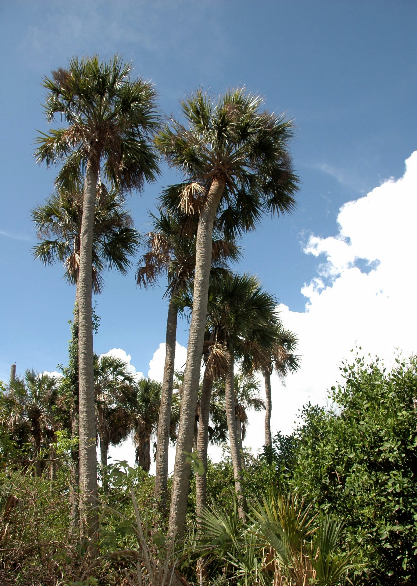 Palmių & Nbsp,  Medžiai,  Medis,  Atogrąžų,  Delnas,  Fonas,  Botanikos,  Florida,  Atogrąžų Klimatas,  Filialai