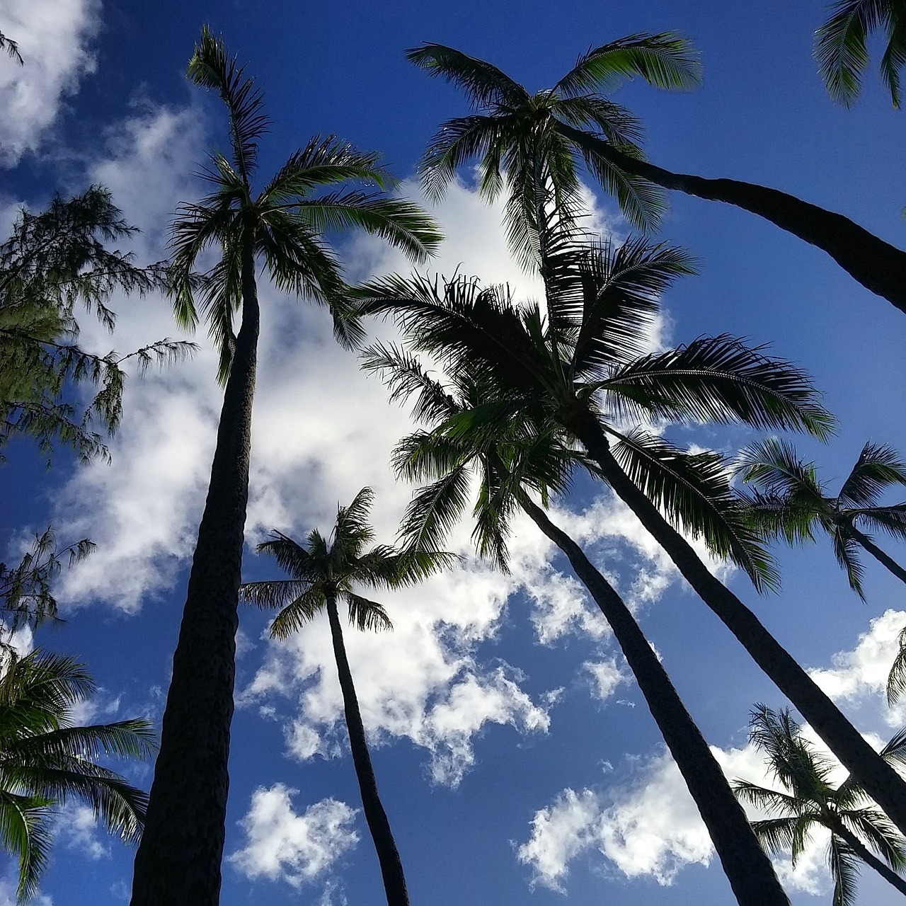Palmės, Gamta, Lauke, Medžiai, Delnus, Sala, Hawaii, Rojus, Atostogos, Nemokamos Nuotraukos