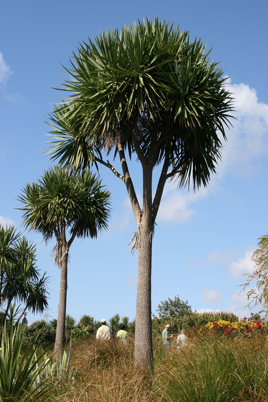 Palmės, Cordyline Australis, Botanikos Sodas, Auckland, Kalavijo Formos Lapai, Kopūstų Medis, Kultūra, Monocotylédone Medis, Milžinė Medis, 20 Metrų Aukščio