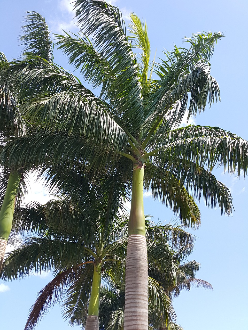 Palmės, Dangus, Zanzibaras, Atogrąžų, Nemokamos Nuotraukos,  Nemokama Licenzija