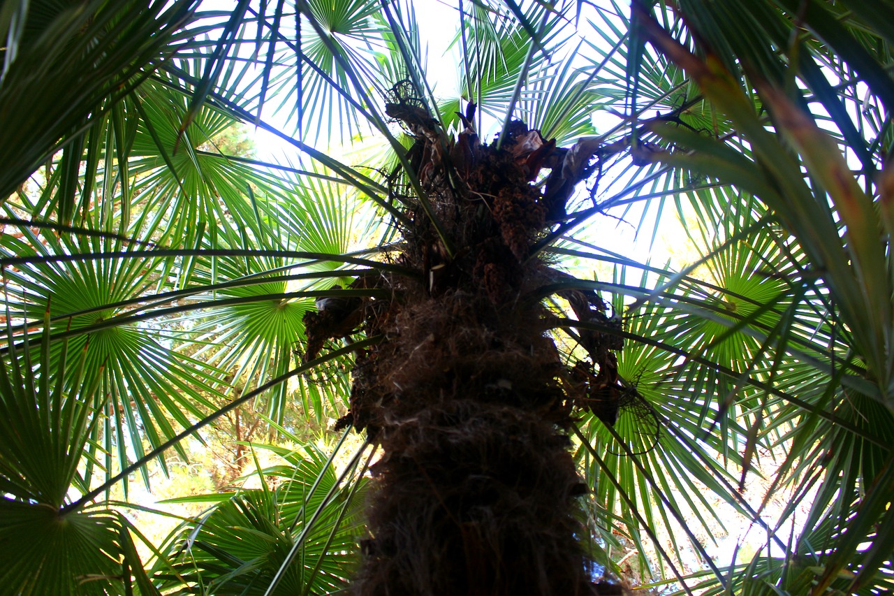 Palmės, Augalas, Palmių Lapelis, Žalias, Medis, Palmė, Palmių Šakelės, Palmių Lapai, Simetrija, Viduržemio Jūros