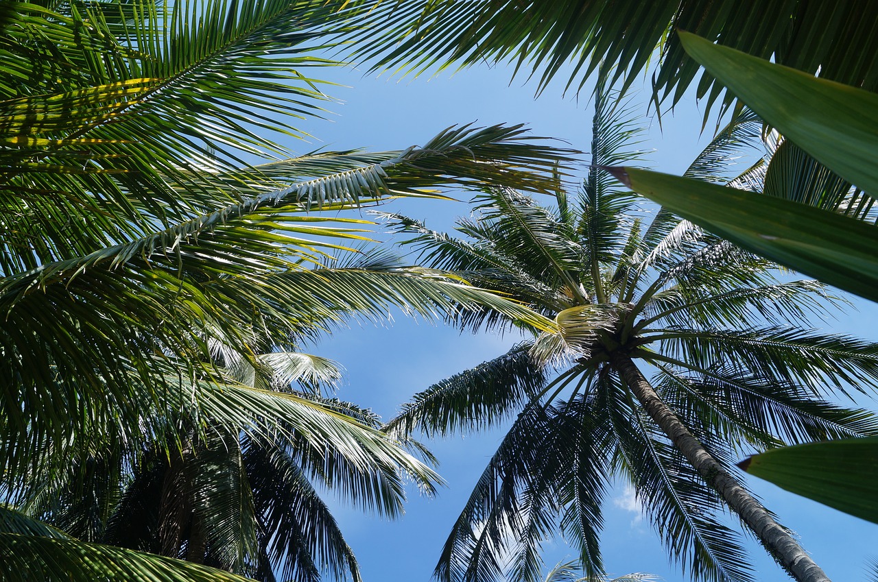 Palmės, Dangus, Vasara, Tropiniai Augalai, Gamta, Nemokamos Nuotraukos,  Nemokama Licenzija