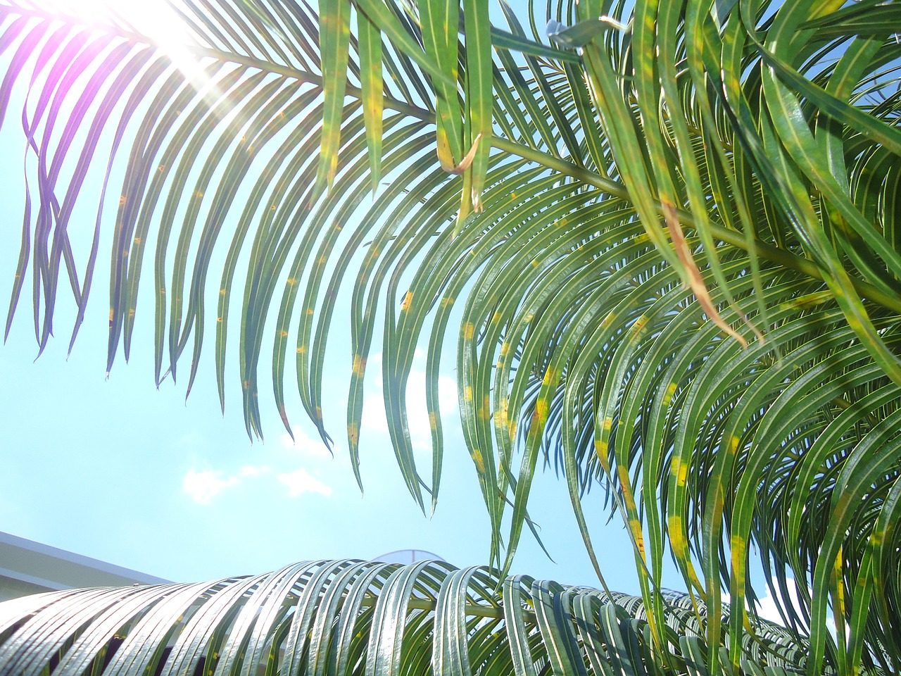 Palmės, Brazilija, Augalai, Skraidantis, Lapai, Sol, Gamta, Nemokamos Nuotraukos,  Nemokama Licenzija