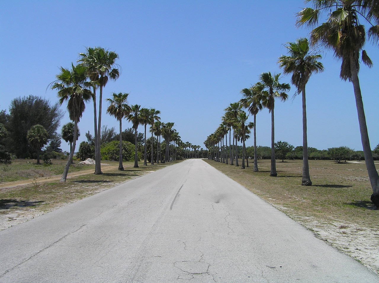 Palmės, Atogrąžų, Tiesiai Į Priekį, Kelias, Florida, Nemokamos Nuotraukos,  Nemokama Licenzija