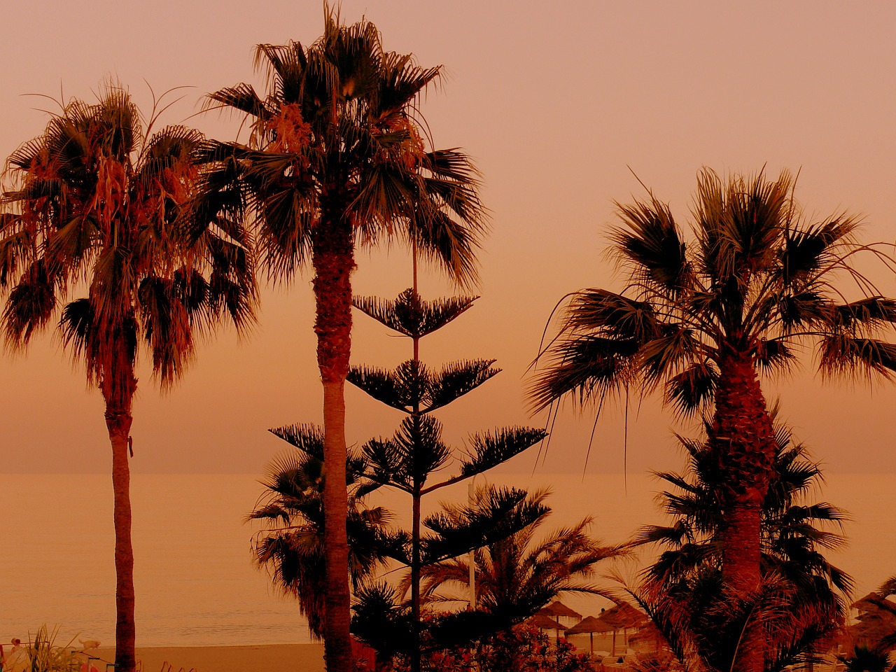 Palmės, Saulėlydis, Smėlio Paplūdimys Oranžinė, Gražus, Gamta, Nemokamos Nuotraukos,  Nemokama Licenzija
