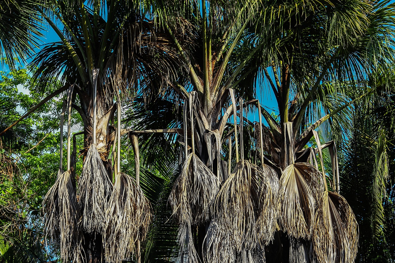Palmės, Medžiai, Gamta, Nemokamos Nuotraukos,  Nemokama Licenzija
