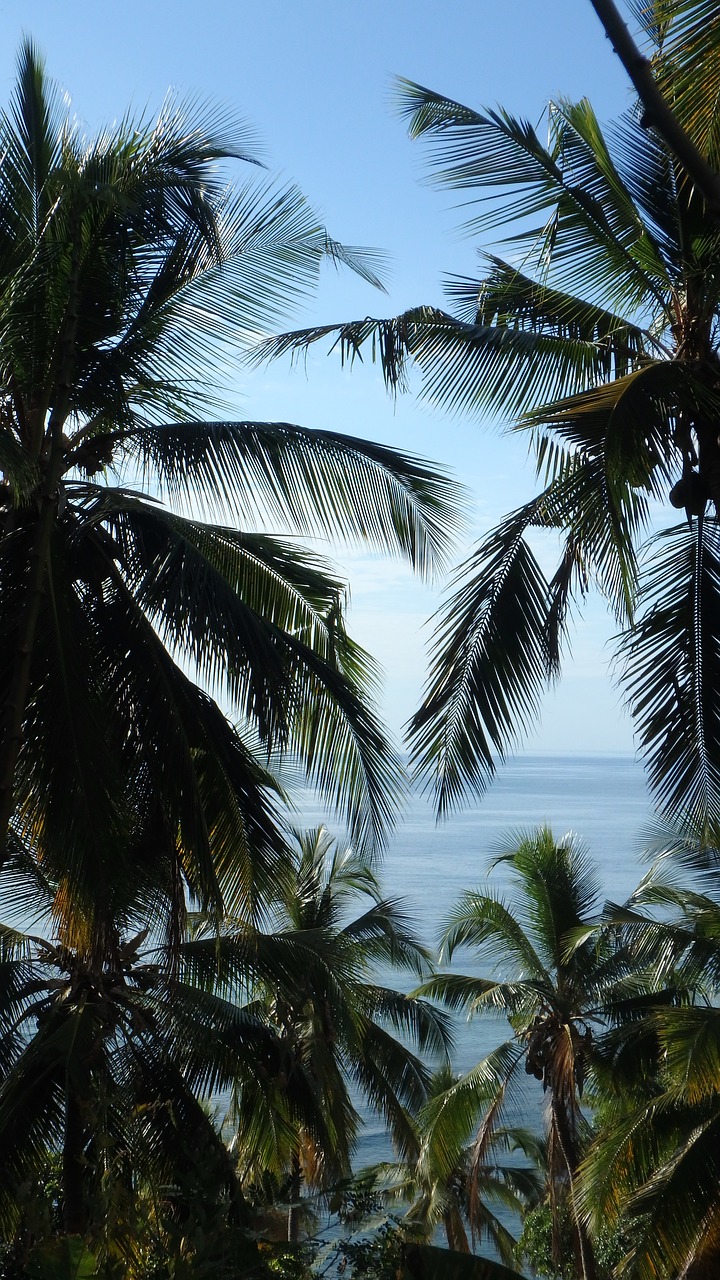 Palmės, Vandenynas, Mayotte, Egzotiškas, Kokoso, Indijos Vandenynas, Atogrąžų, Nemokamos Nuotraukos,  Nemokama Licenzija