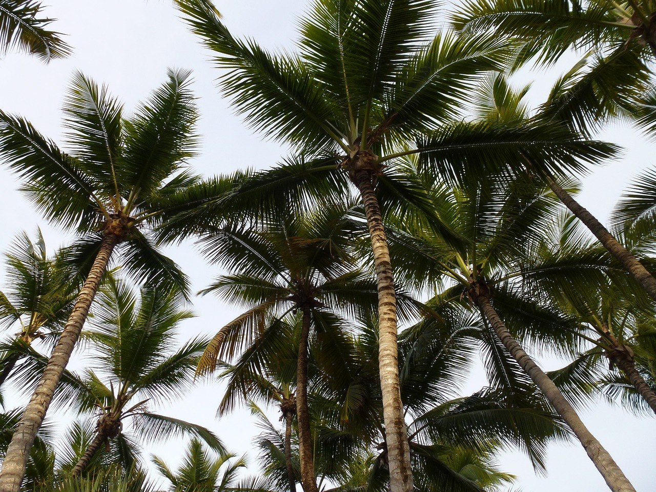 Palmės, Aukštas, Karštas, Dominikos Respublika, Egzotiškas, Nemokamos Nuotraukos,  Nemokama Licenzija
