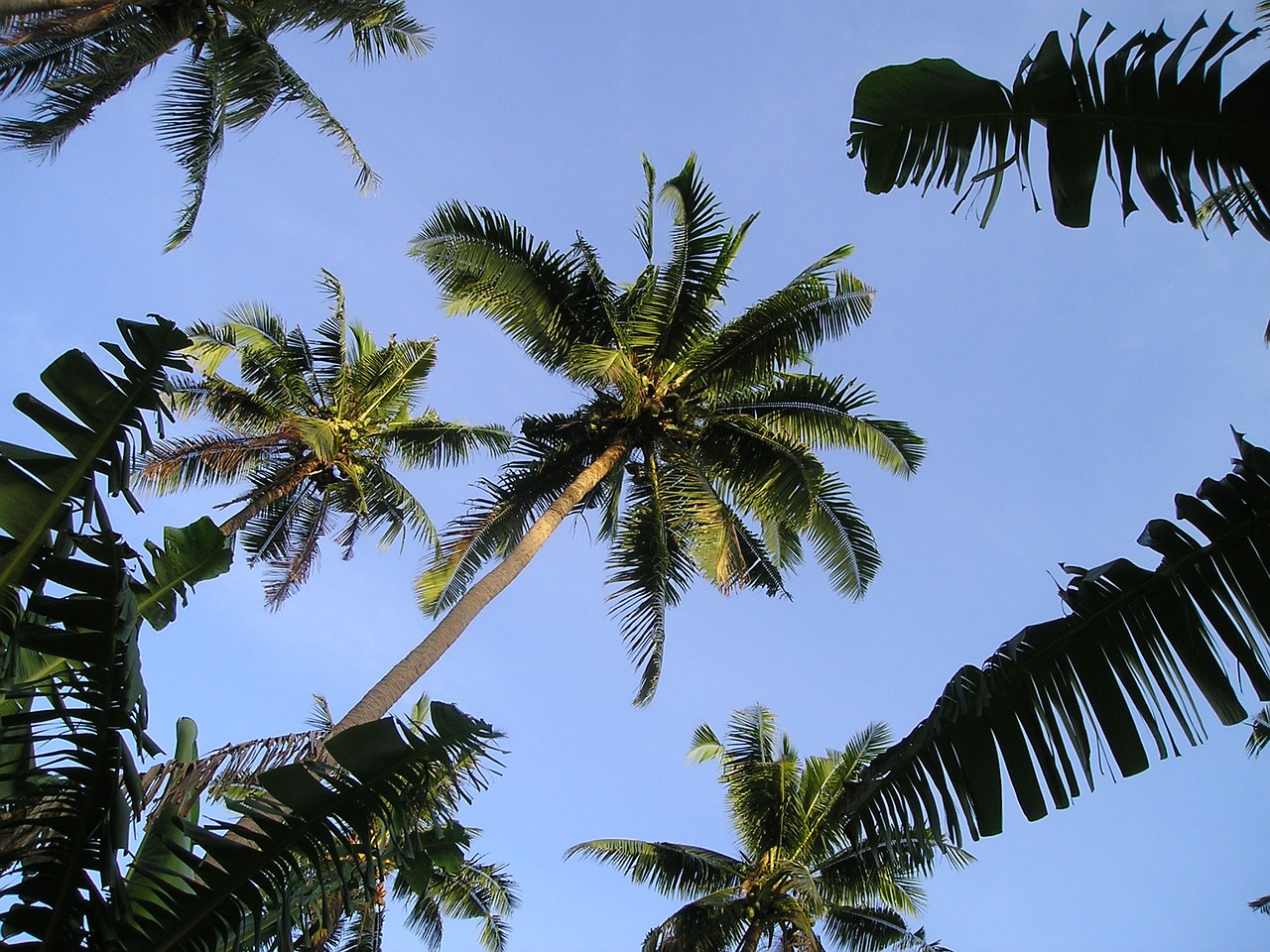 Palmės, Samoa, Egzotiškas, Pietų Jūra, Nemokamos Nuotraukos,  Nemokama Licenzija