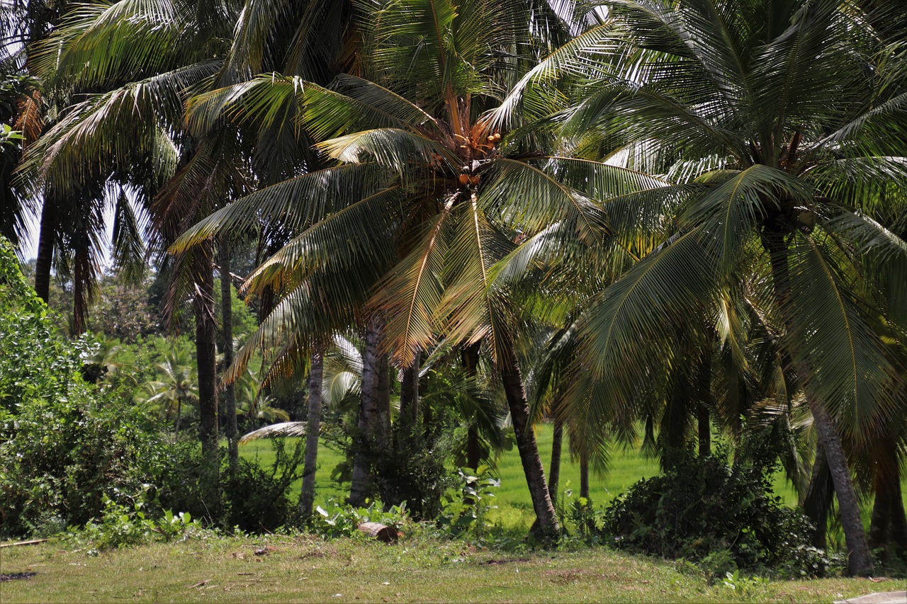 Palmės,  Medis,  Egzotiškas,  Sala,  Šventės,  Tropical,  Šri Lanka,  Žalias,  Išsiaiškinti,  Iš Perspektyva