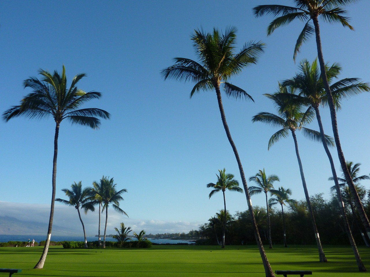 Palmės,  Maui,  Havajai, Nemokamos Nuotraukos,  Nemokama Licenzija