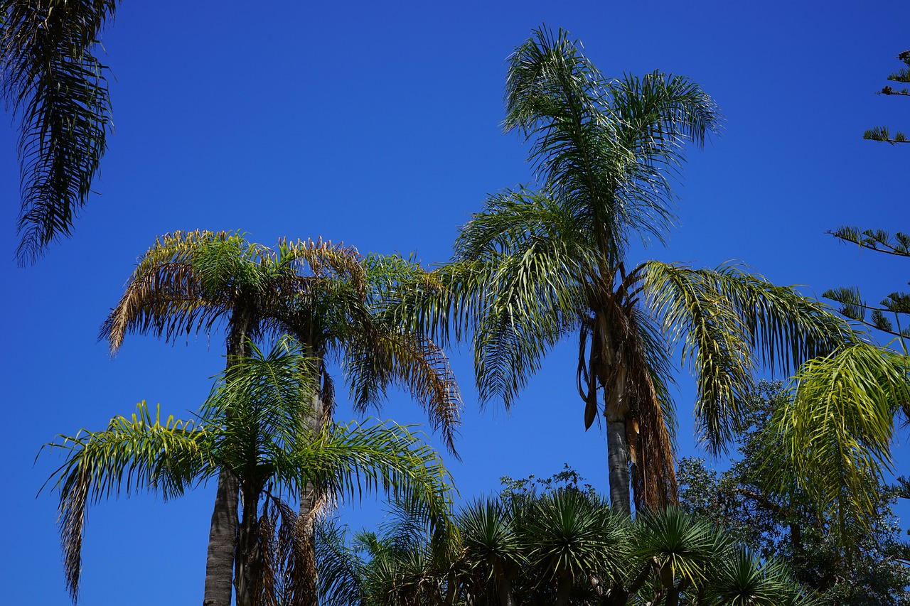 Palmės, Medis, Palmė, Augalas, Dangus, Nemokamos Nuotraukos,  Nemokama Licenzija