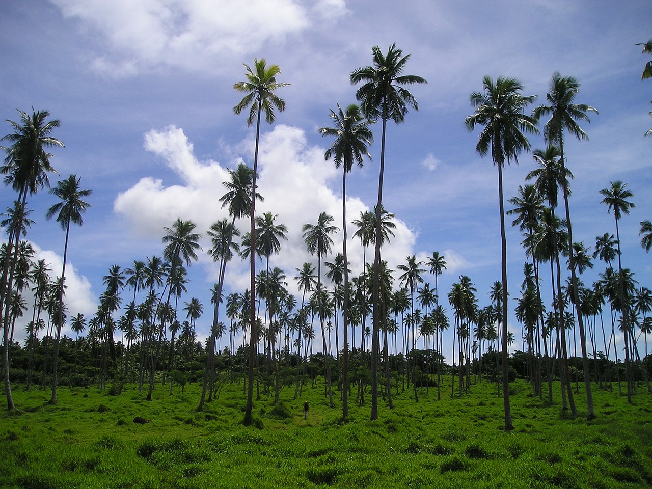 Palmės, Rießenpalmen, Samoa, Egzotiškas, Pietų Jūra, Nemokamos Nuotraukos,  Nemokama Licenzija