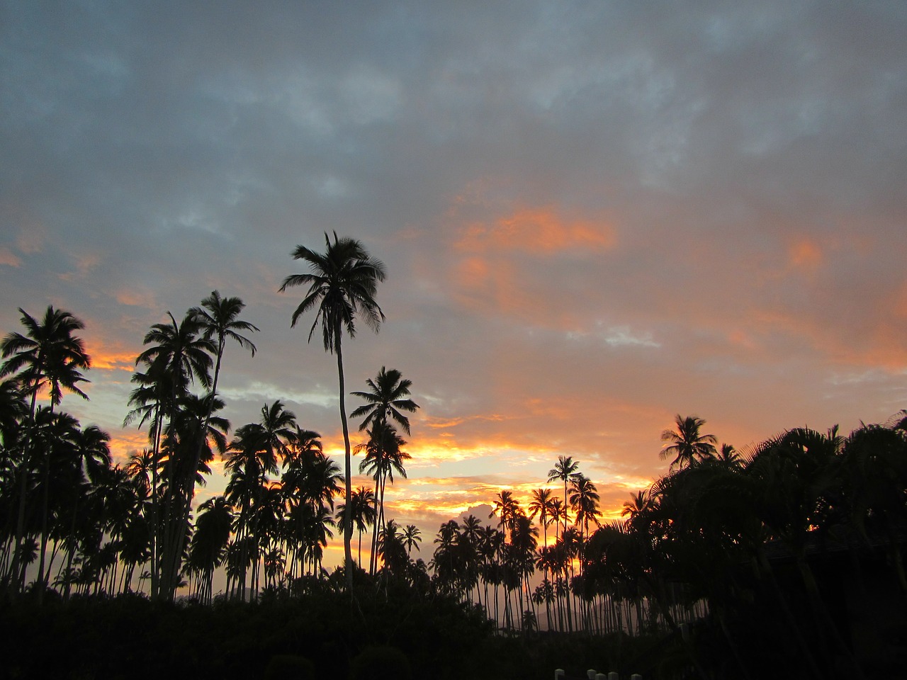 Palmės, Hawaii, Vandenynas, Saulėtekis, Nemokamos Nuotraukos,  Nemokama Licenzija