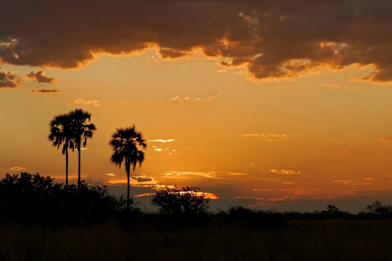 Palmės, Saulėlydis, Safari, Afrika, Flock, Botsvana, Kraštovaizdis, Afterglow, Dykuma, Nemokamos Nuotraukos