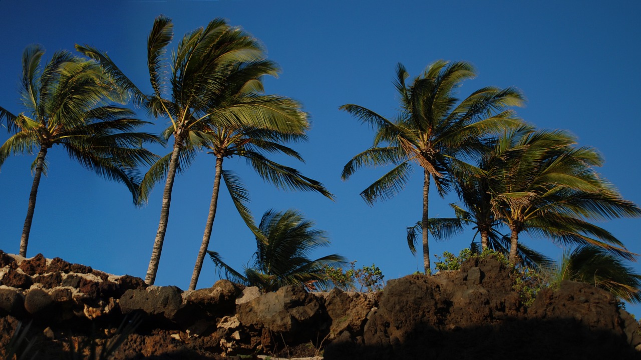 Palmės, Hawaii, Mėlynas, Nemokamos Nuotraukos,  Nemokama Licenzija