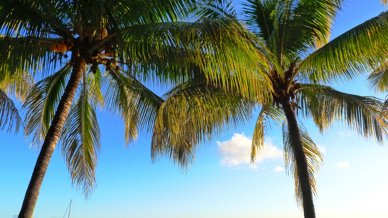 Palmės, Kokoso, Kokoso Medis, Vasara, Mauricijus, Nemokamos Nuotraukos,  Nemokama Licenzija