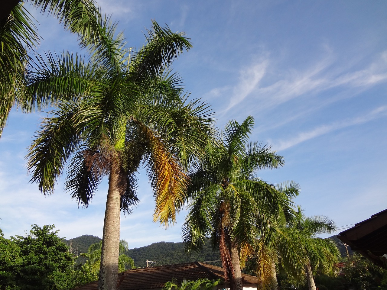 Palmės, Atogrąžų Augalas, Medžiai, Nemokamos Nuotraukos,  Nemokama Licenzija