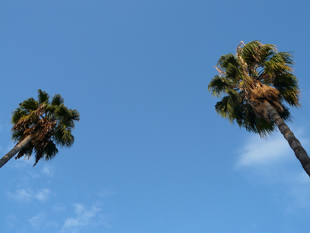 Palmės, Medis, Dangus, Mėlynas, Egzotiškas, Nemokamos Nuotraukos,  Nemokama Licenzija
