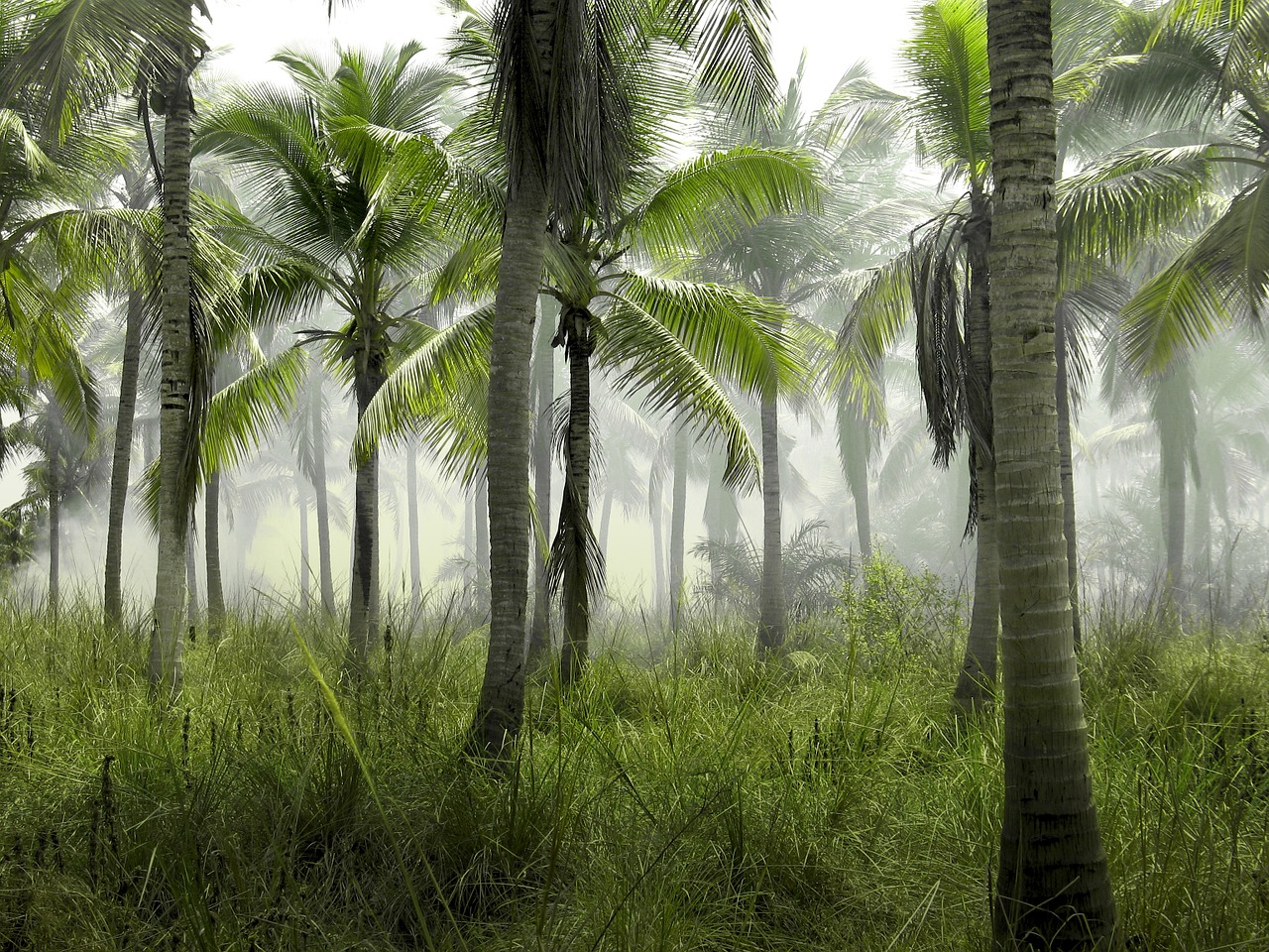 Palmės,  Žolė,  Laukas,  Gamta,  Atogrąžų,  Egzotiškas,  Miškas,  Lapija,  Aplinka,  Ekologija