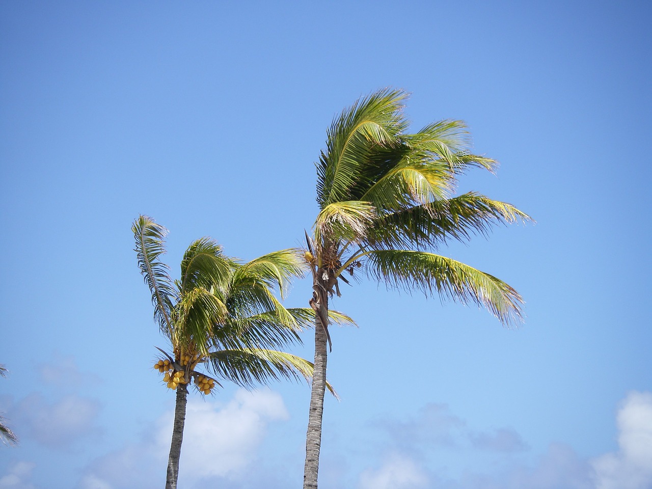 Palmės, Papludimys, Mauricijus, Nemokamos Nuotraukos,  Nemokama Licenzija