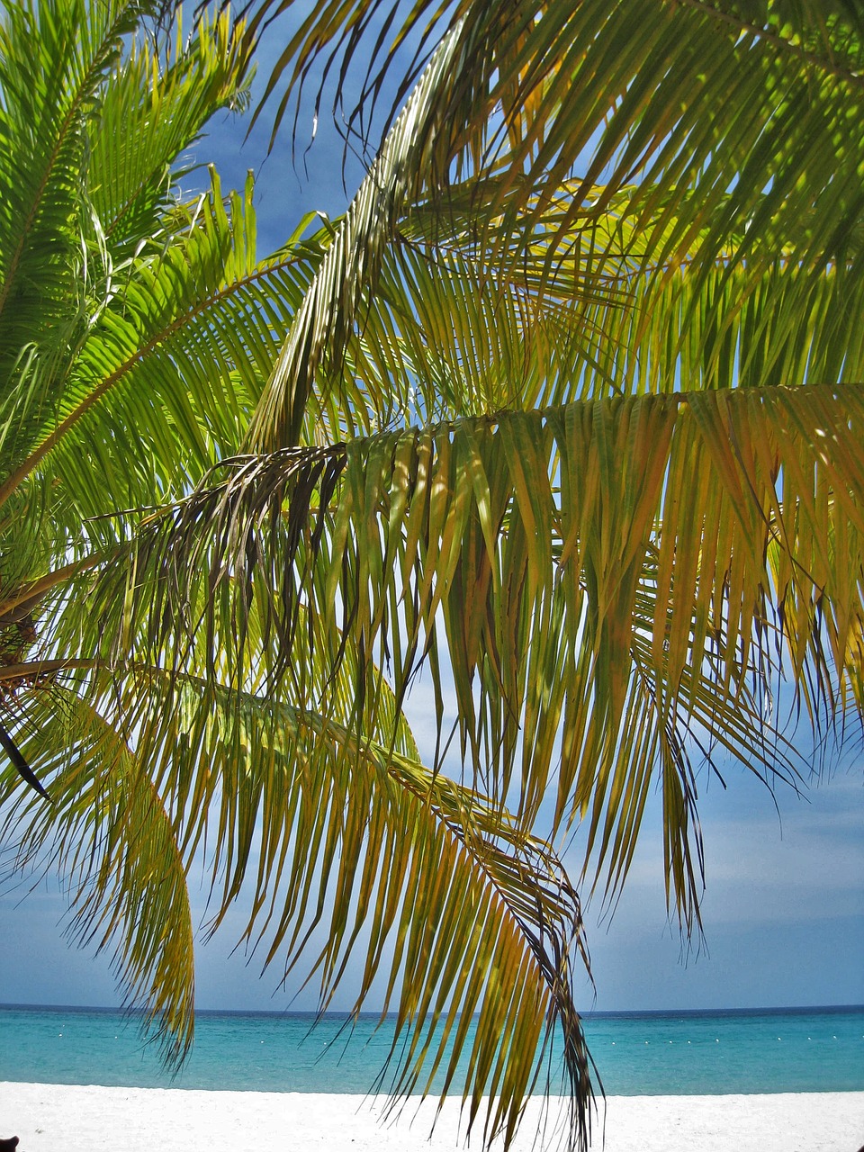 Palmės, Papludimys, Jamaika, Rojus, Egzotiškas, Spalvingas, Karibai, Jūra, Šventė, Dangus