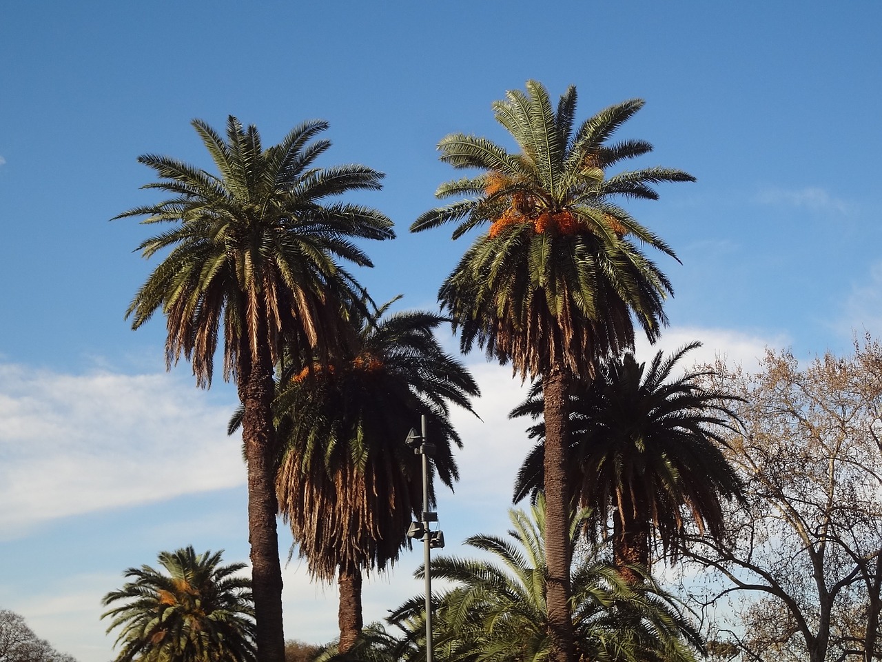 Palmės, Buenos Airės, Palermo, Nemokamos Nuotraukos,  Nemokama Licenzija