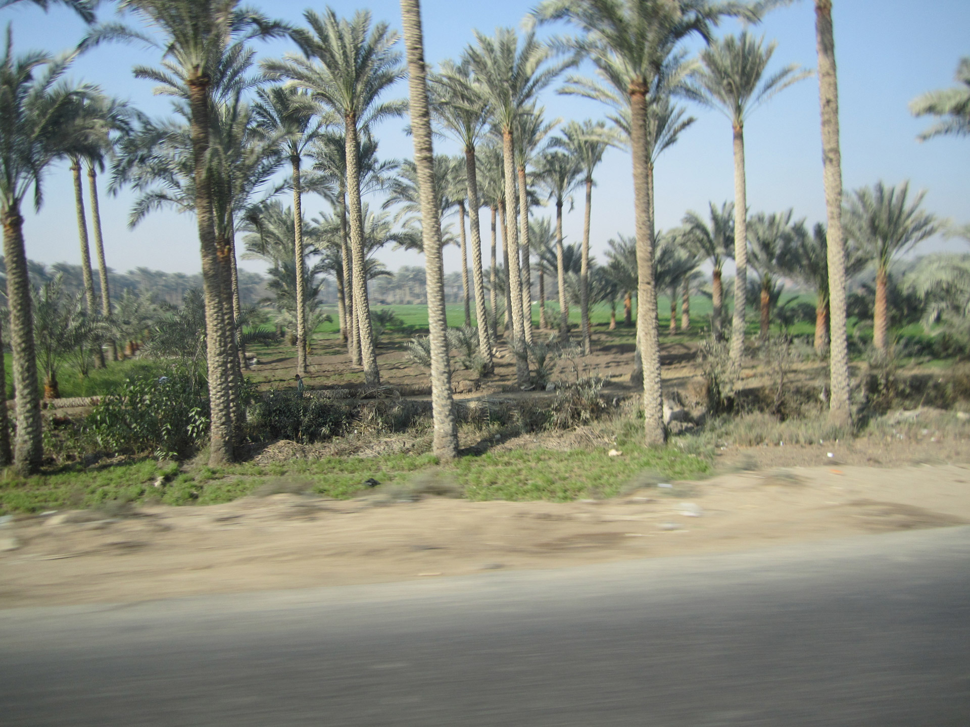 Palmių & Nbsp,  Medis,  Egiptas,  Palmės Egiptas, Nemokamos Nuotraukos,  Nemokama Licenzija