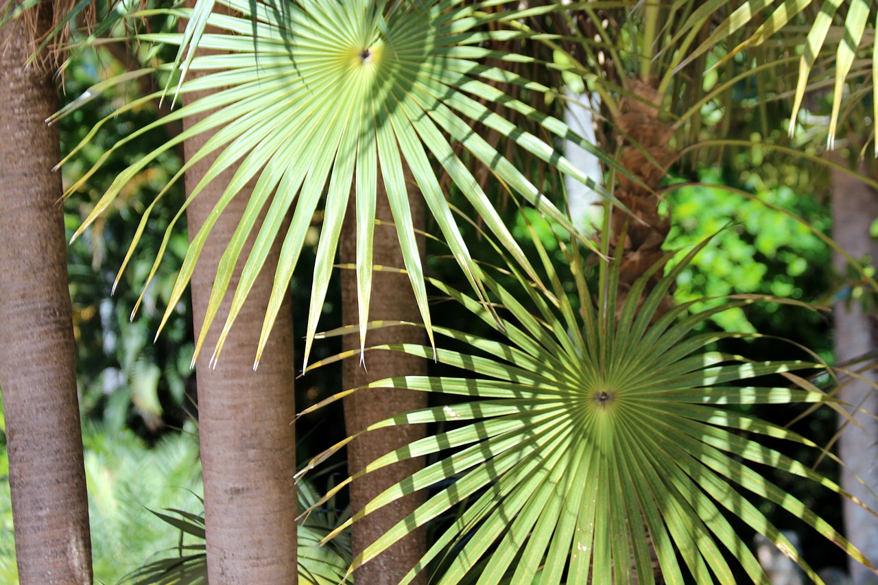 Palma,  Coccothrinax Spissa,  Tropical,  Medis,  Pobūdį,  Augalų,  Vasara,  Gyvosios Gamtos,  Floros,  Bagažinė