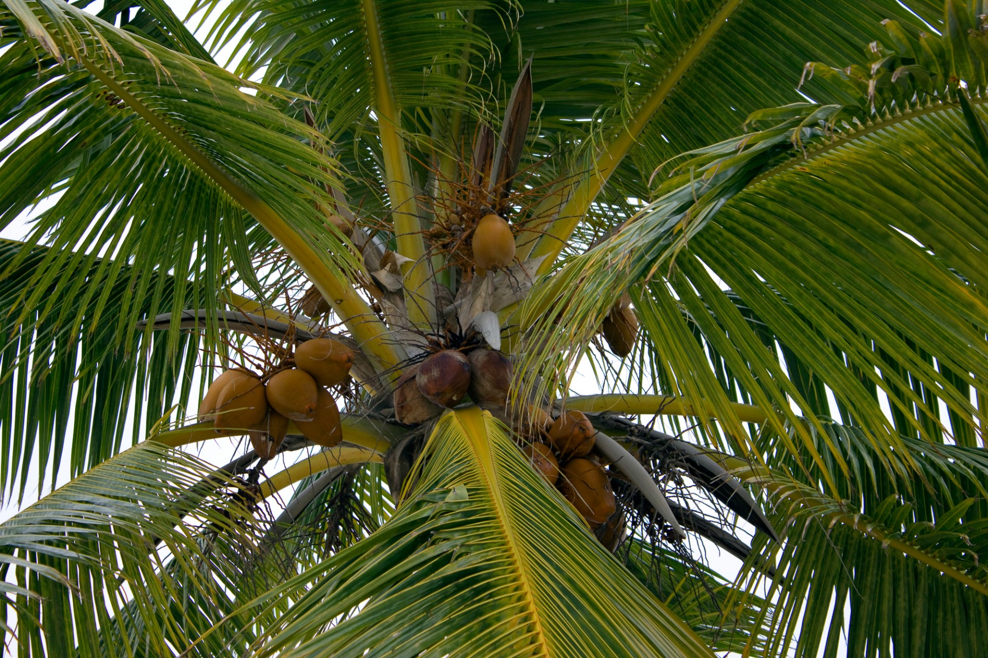Delnas,  Kokoso,  Maldyvai,  Sala,  Kokoso Palmių, Nemokamos Nuotraukos,  Nemokama Licenzija