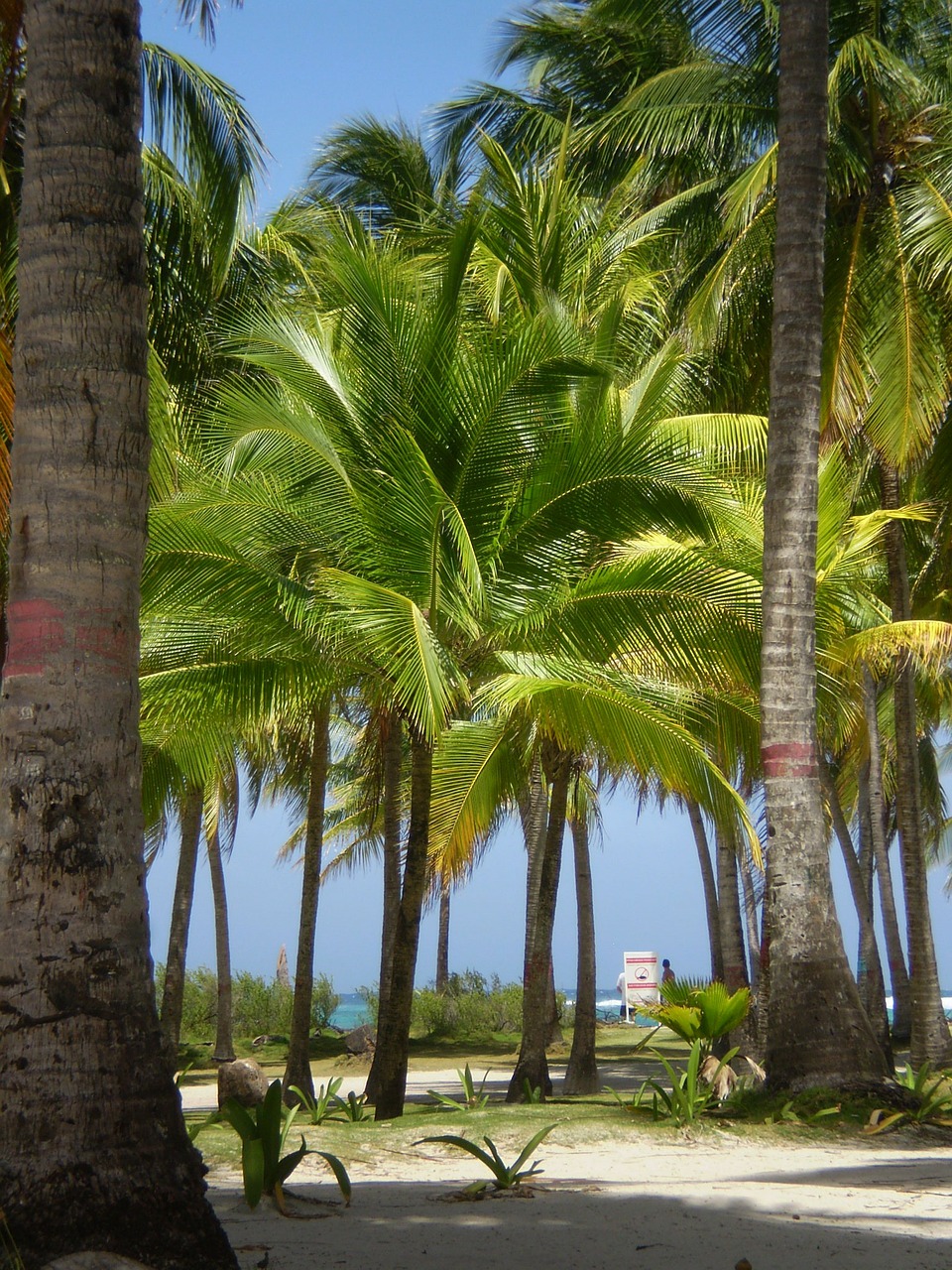 Palmės, Kraštovaizdis, Kolumbija, San Andrés, Salos, Nemokamos Nuotraukos,  Nemokama Licenzija