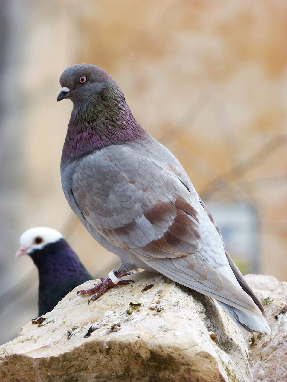 Paloma, Saugokis, Akmuo, Balandžių Lenktynės, Paukštis, Fauna, Nemokamos Nuotraukos,  Nemokama Licenzija