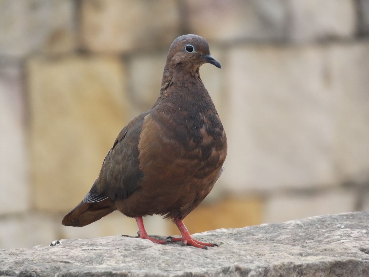 Paloma, Ave, Paukštis, Palomo, Gyvūnai, Gamta, Gyvūnas, Kraštovaizdis, Fauna, Tortola