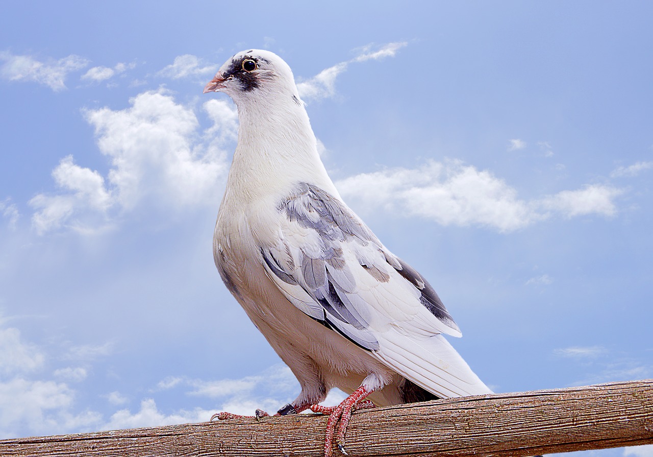 Paloma, Ave, Paukštis, Plunksnos, Gyvūnai, Gyvūnas, Fauna, Nemokamos Nuotraukos,  Nemokama Licenzija