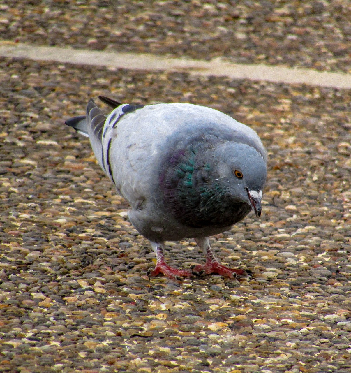 Paloma,  Paukščiai,  Columbidae,  Laukinis Gyvenimas,  Pobūdį,  Animalia,  Rašiklis, Nemokamos Nuotraukos,  Nemokama Licenzija