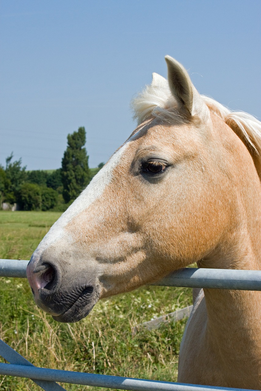 Palomino Arklio, Palominas, Arklys, Ponis, Arkliai, Gražus, Portretas, Iš Arti, Profilis, Galva