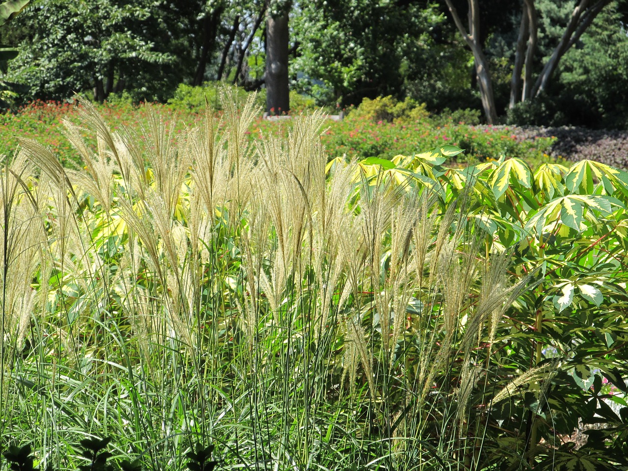 Pampas, Plunksninė Nendrė, Žolė, Aukštas, Augalas, Botanikos, Lauke, Nemokamos Nuotraukos,  Nemokama Licenzija