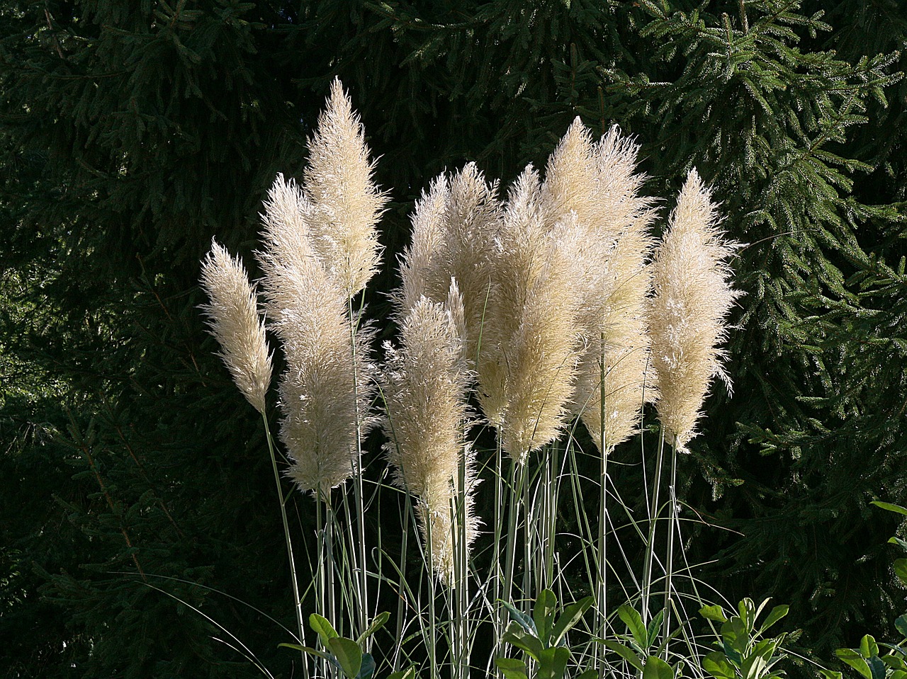 Pampų Žolė, Gėlės, Balta, Gėlė, Gamta, Sodas, Augalai, Žolė, Žolė, Plumijas