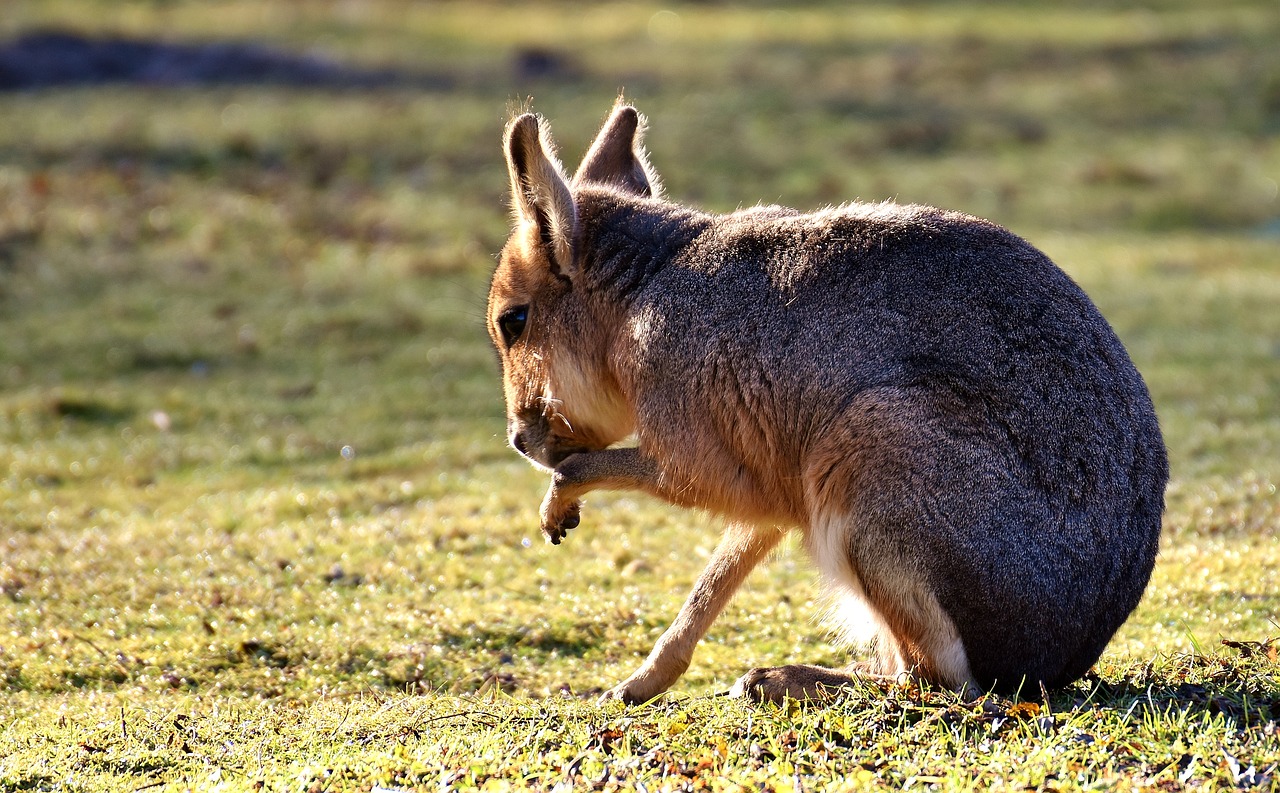 Pampashase,  Laukinis Gyvūnas,  Mielas,  Zoologijos Sodas,  Gaubtas,  Saldus,  Laukinės Gamtos Fotografija,  Tierpark Hellabrunn,  Be Honoraro Mokesčio, Nemokamos Nuotraukos