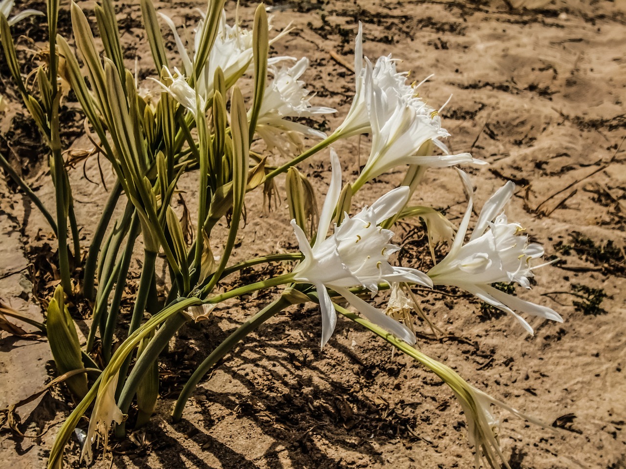 Pancratium Maritimum, Lelija, Gėlė, Smėlis, Augalas, Nemokamos Nuotraukos,  Nemokama Licenzija