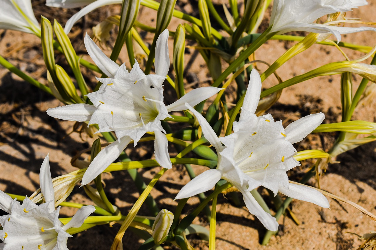 Pancratium Maritimum, Lelija, Gėlė, Smėlis, Augalas, Flora, Gamta, Kipras, Nemokamos Nuotraukos,  Nemokama Licenzija